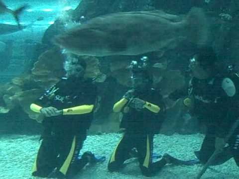 Dubai Mall Aquarium Broke