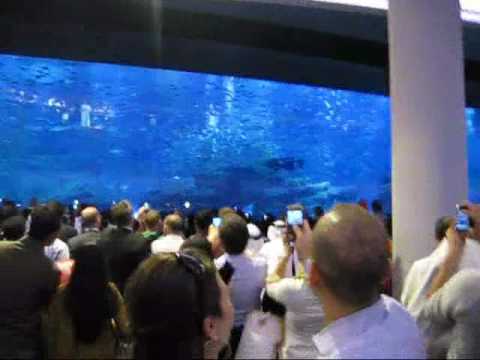 Dubai Mall Aquarium Broke Video