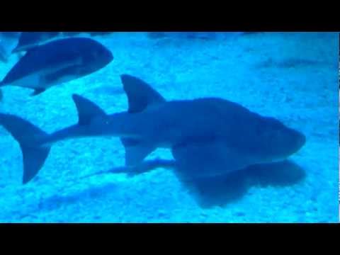 Dubai Mall Aquarium Broke Video