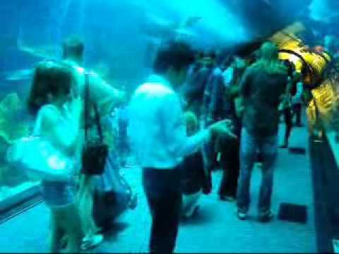 Dubai Mall Aquarium Broke Video