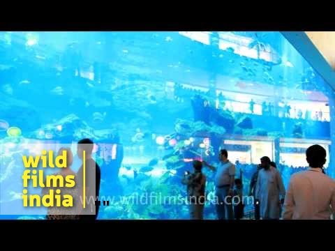 Dubai Mall Aquarium Broke Video