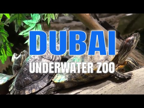 Dubai Mall Aquarium Broke Video