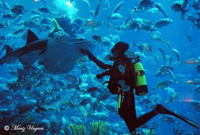 Dubai Mall Aquarium Diving