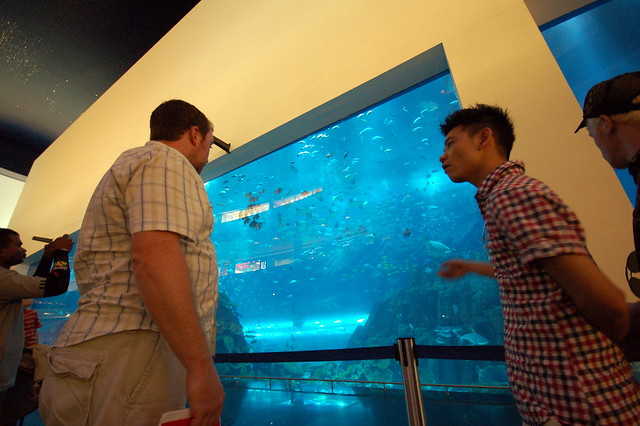 Dubai Mall Aquarium Diving