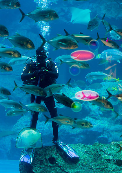 Dubai Mall Aquarium Diving