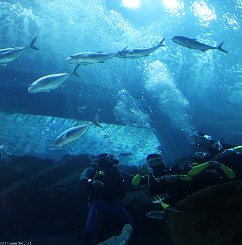 Dubai Mall Aquarium Diving