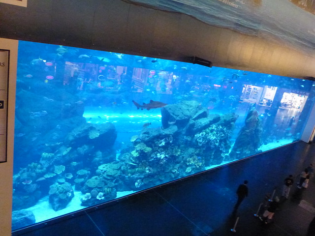 Dubai Mall Aquarium Images