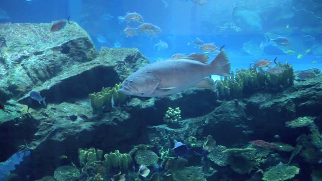 Dubai Mall Aquarium Images