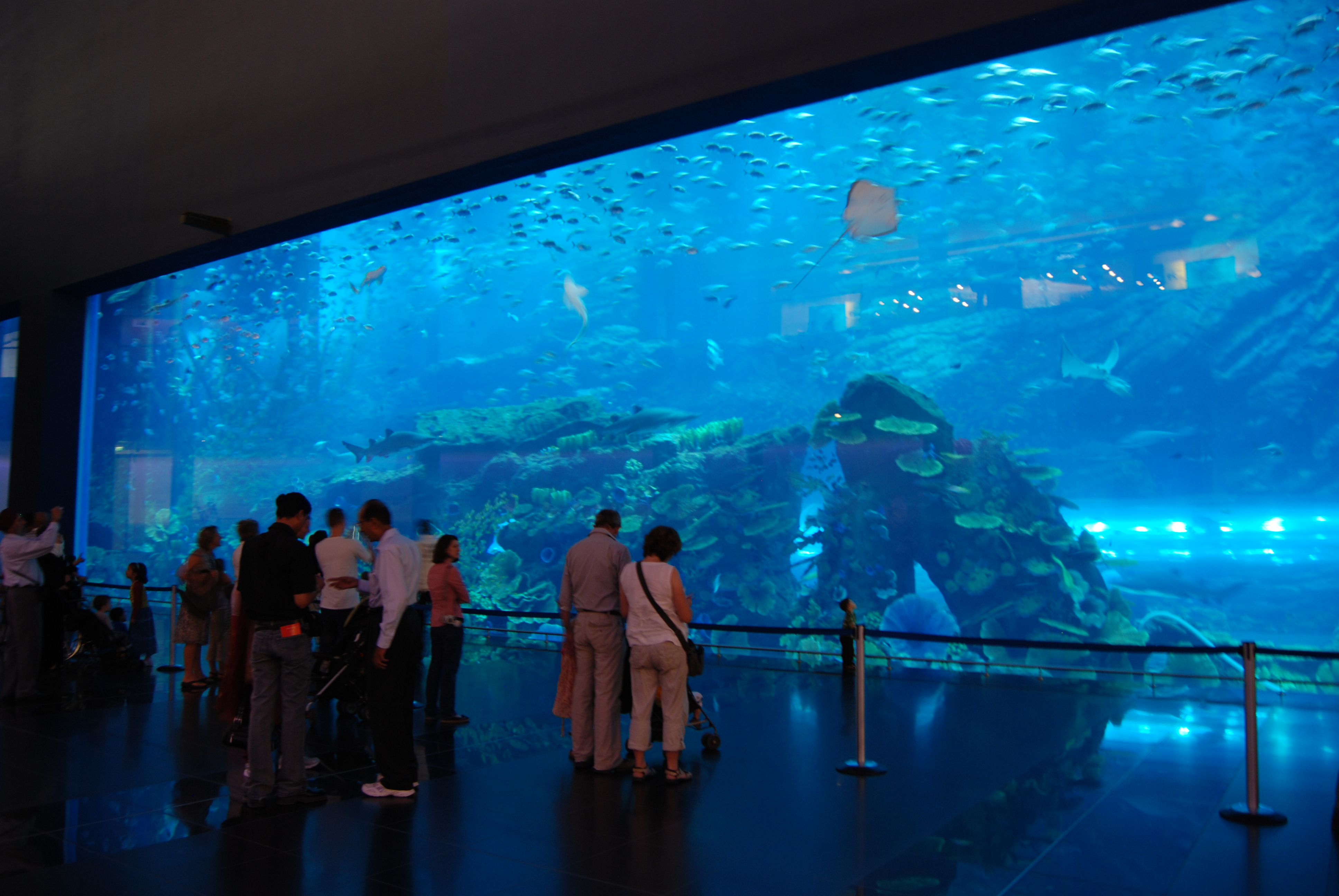 Dubai Mall Aquarium Images