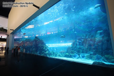 Dubai Mall Aquarium Images