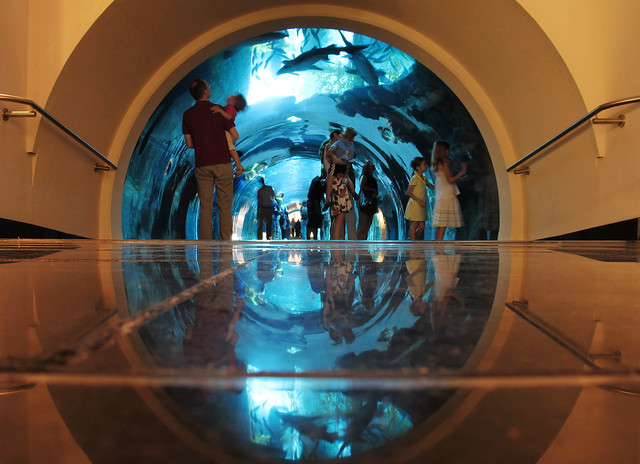 Dubai Mall Aquarium Leak