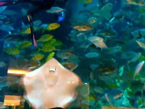 Dubai Mall Aquarium Leak Pictures