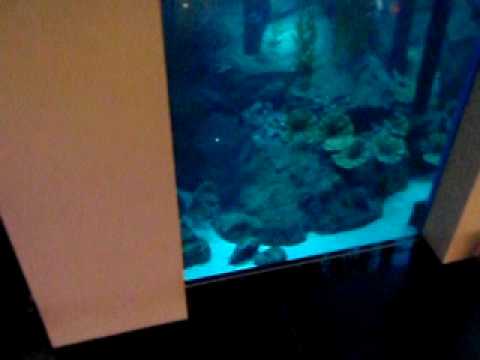 Dubai Mall Aquarium Leak Pictures