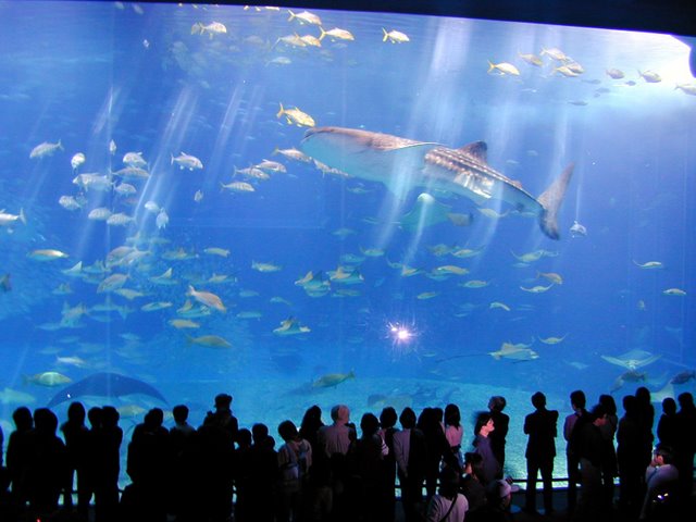 Dubai Mall Aquarium Leak Pictures