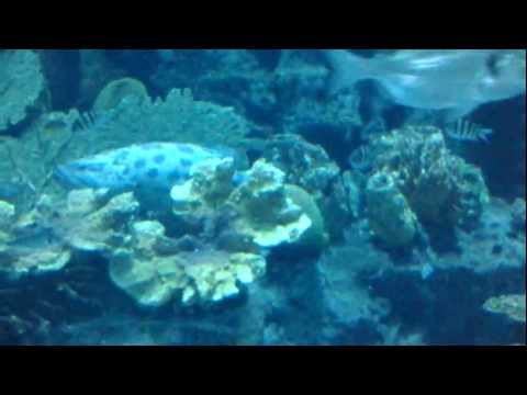 Dubai Mall Aquarium Leak Video