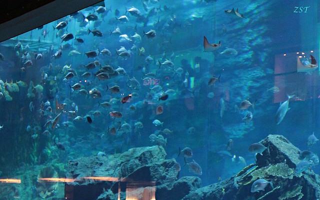 Dubai Mall Aquarium Photo Gallery