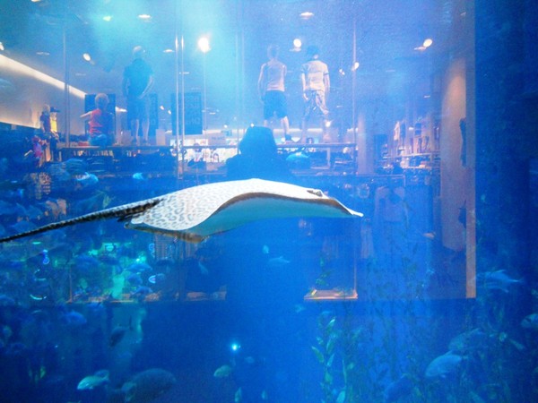 Dubai Mall Aquarium Photo Gallery