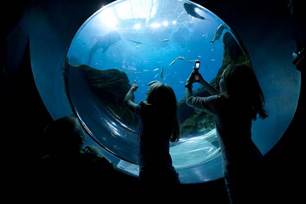 Dubai Mall Aquarium Photo Gallery