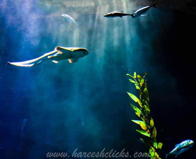 Dubai Mall Aquarium Photo Gallery