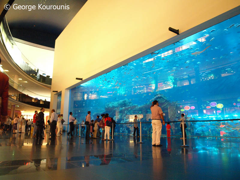 Dubai Mall Aquarium Shark