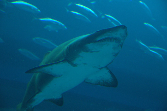 Dubai Mall Aquarium Shark