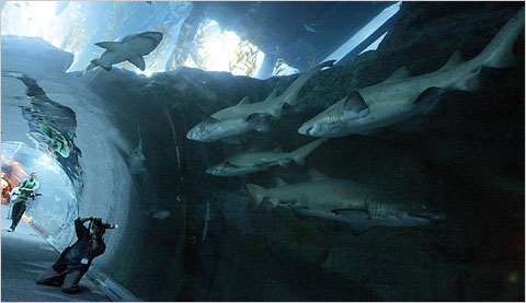 Dubai Mall Aquarium Shark