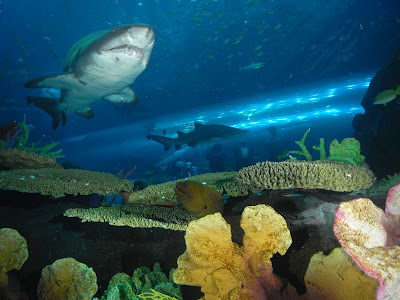 Dubai Mall Aquarium Shark