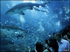 Dubai Mall Aquarium Shark