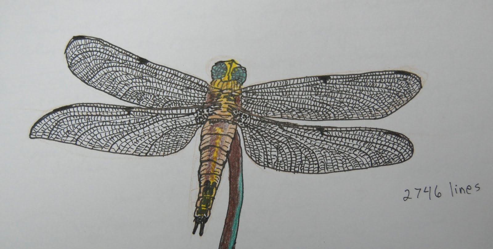 Easy Dragonfly Drawings