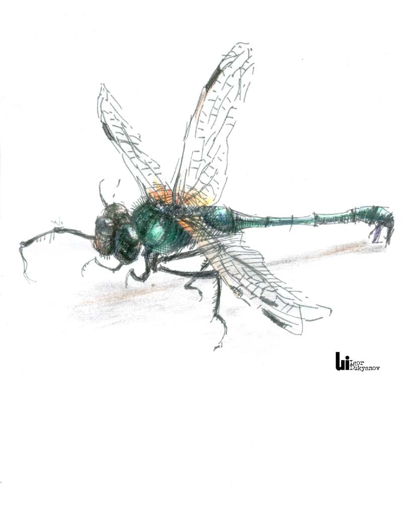 Easy Dragonfly Drawings