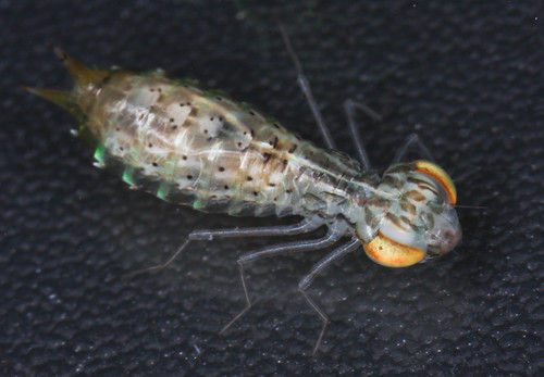 Emperor Dragonfly Nymph