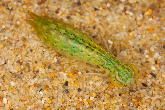 Emperor Dragonfly Nymph