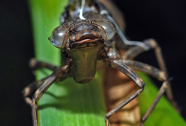 Emperor Dragonfly Nymph