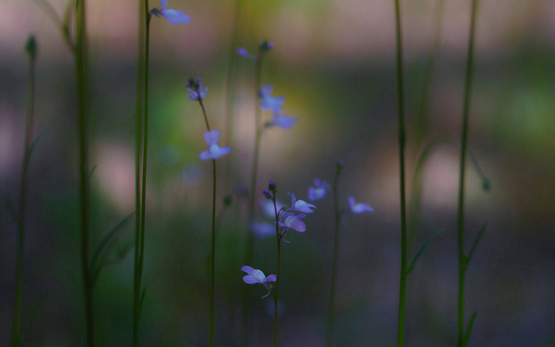 Free Desktop Wallpaper Flowers