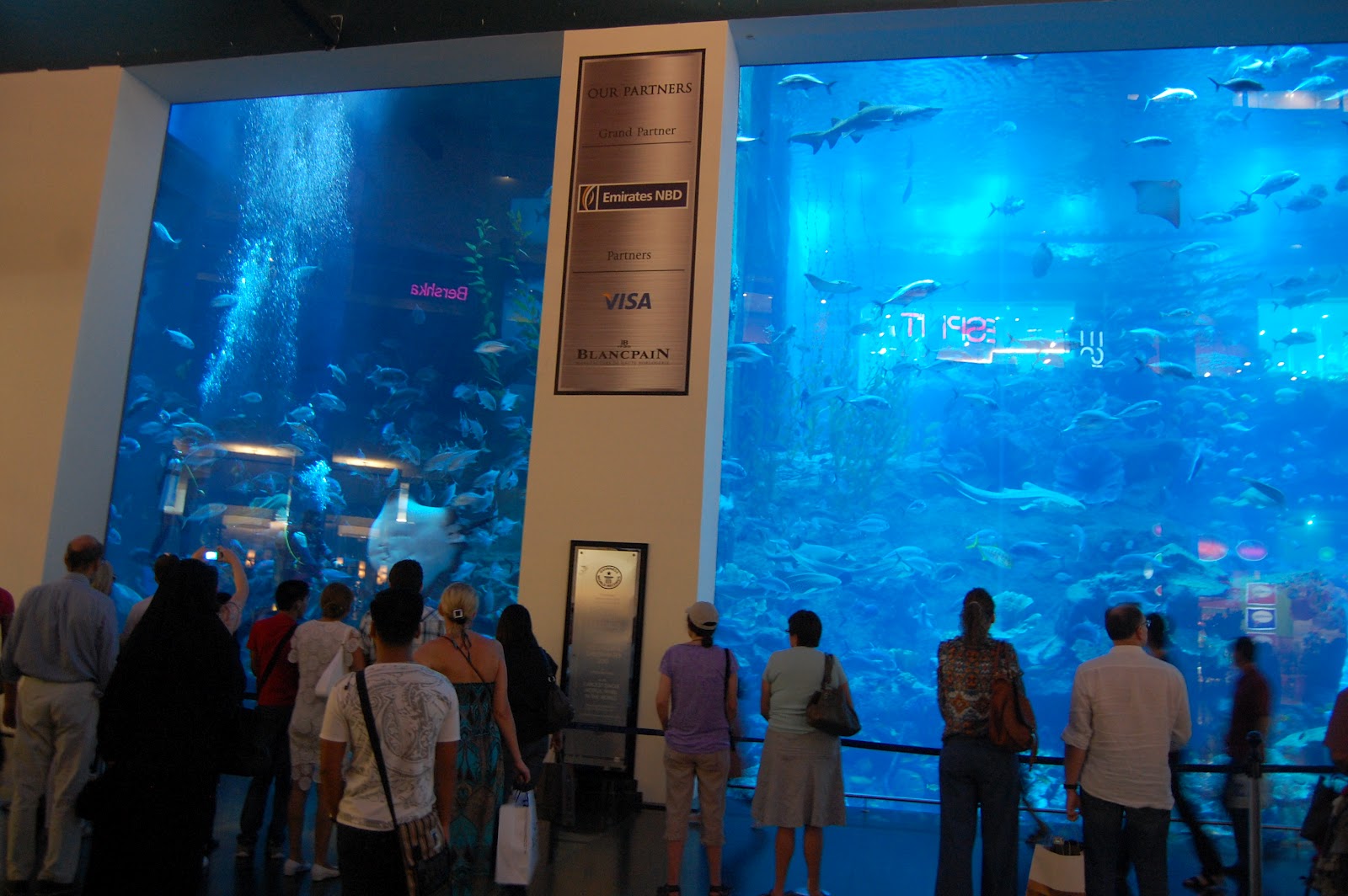 Pictures Of Dubai Mall Aquarium