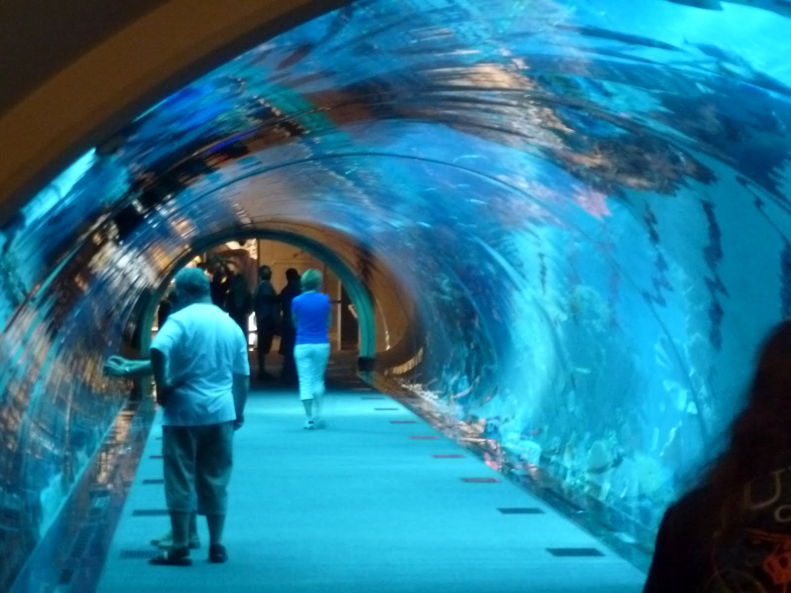 Pictures Of Dubai Mall Aquarium