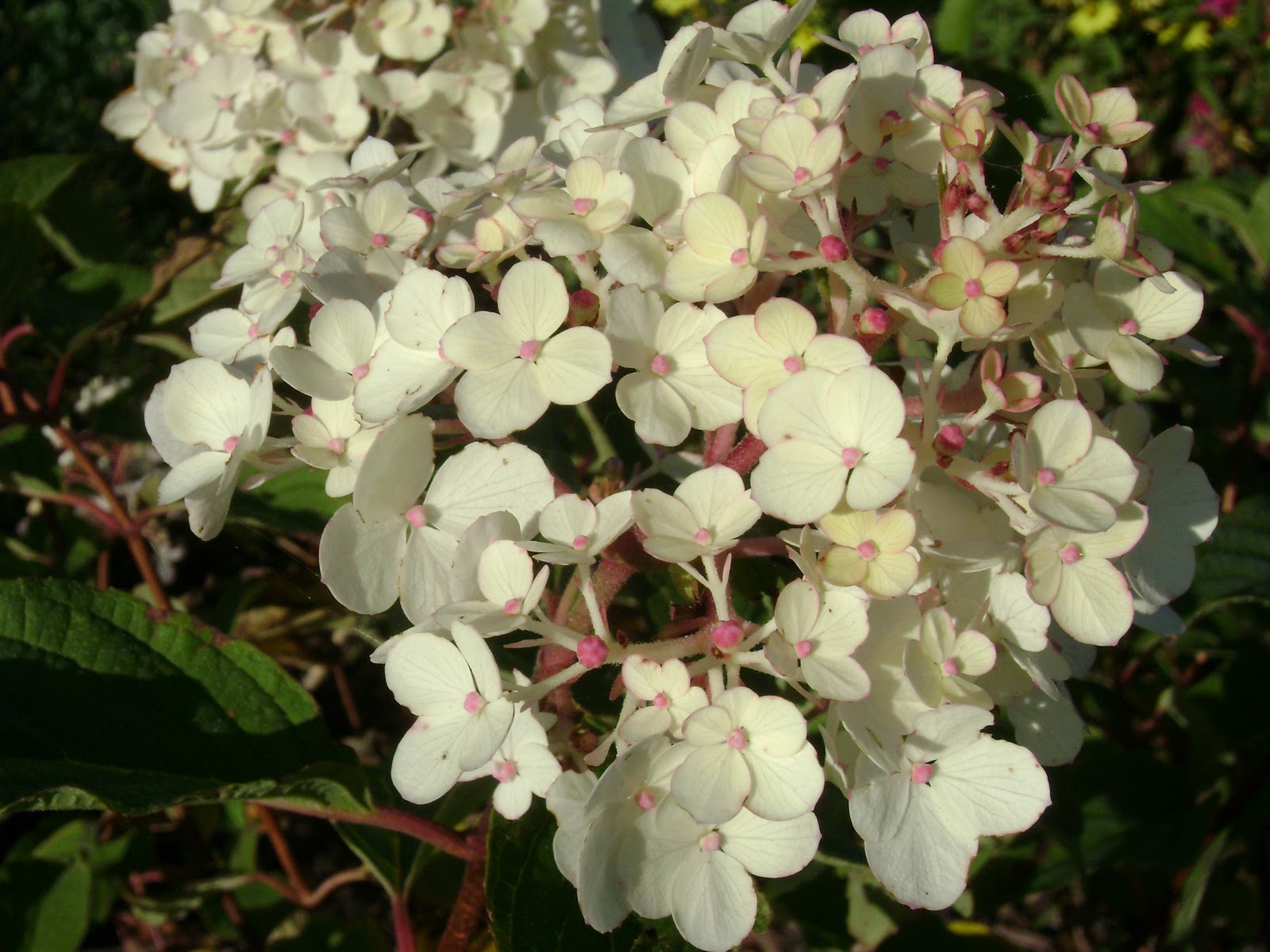 Strawberry Vanilla Hydrangea