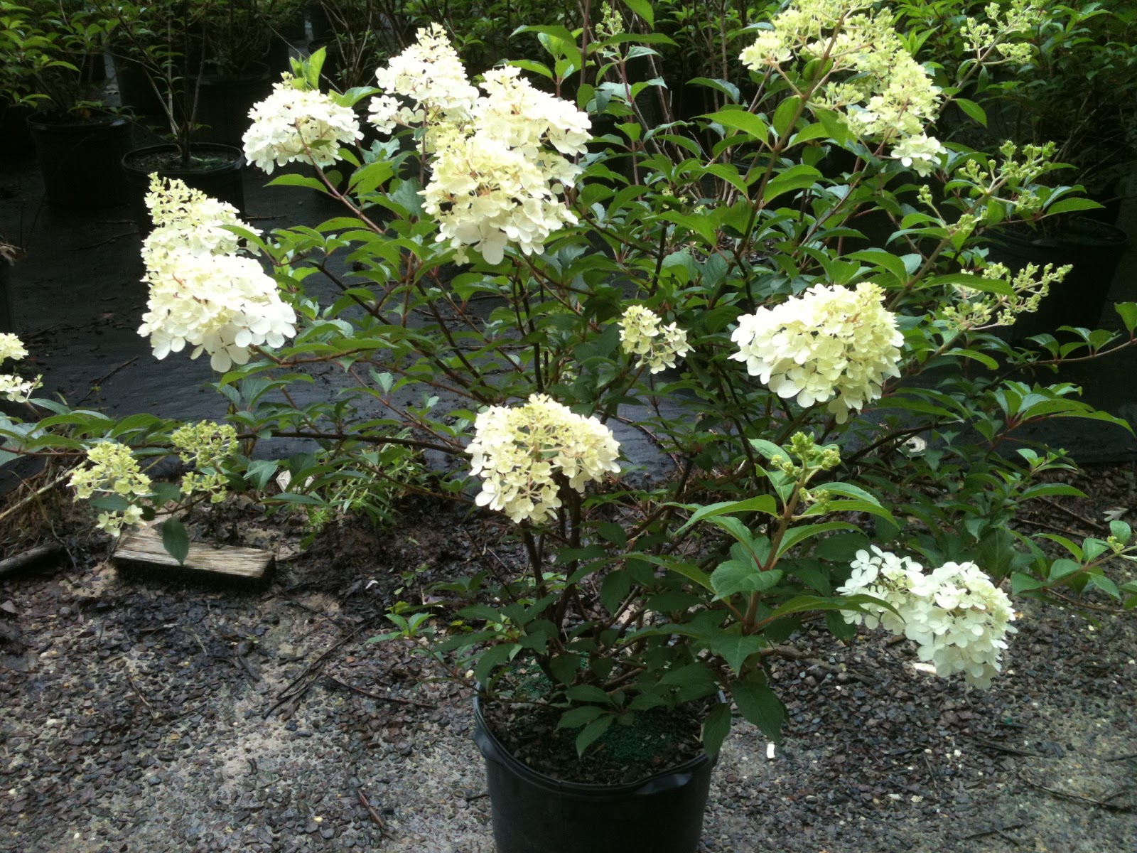 Strawberry Vanilla Hydrangea