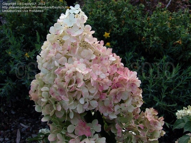 Strawberry Vanilla Hydrangea