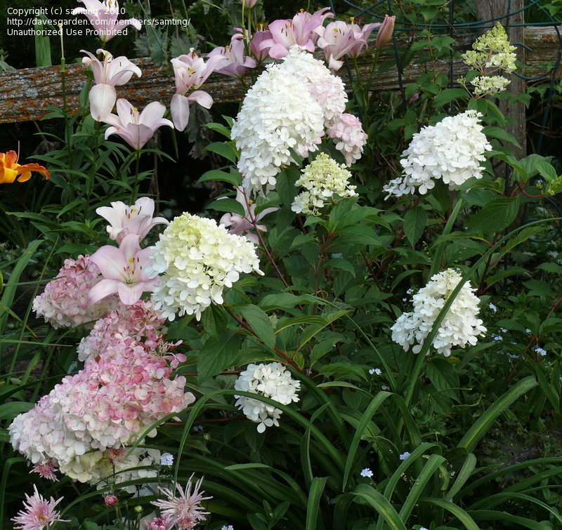 Strawberry Vanilla Hydrangea