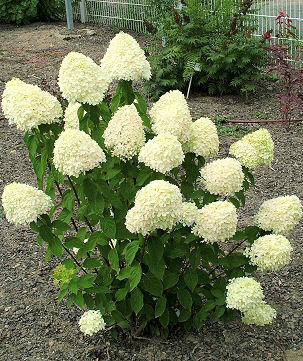 Strawberry Vanilla Hydrangea Care