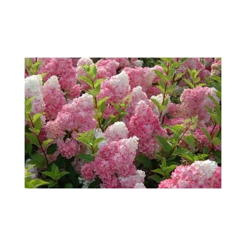 Strawberry Vanilla Hydrangea Care