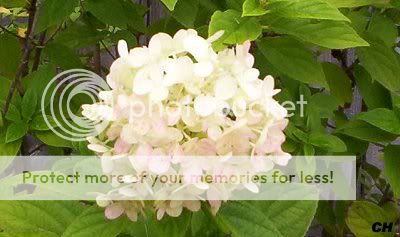 Strawberry Vanilla Hydrangea Care