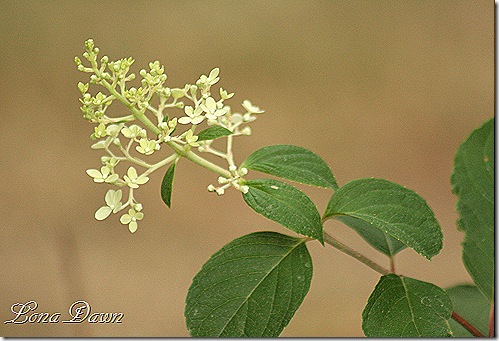 Strawberry Vanilla Hydrangea Care