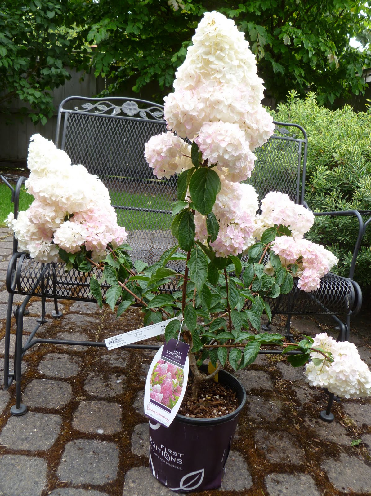 Strawberry Vanilla Hydrangea Care