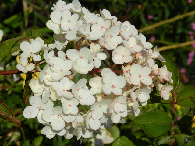 Strawberry Vanilla Hydrangea Care