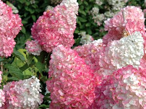 Strawberry Vanilla Hydrangea Care