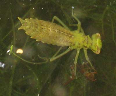 What Do Dragonfly Larvae Eat