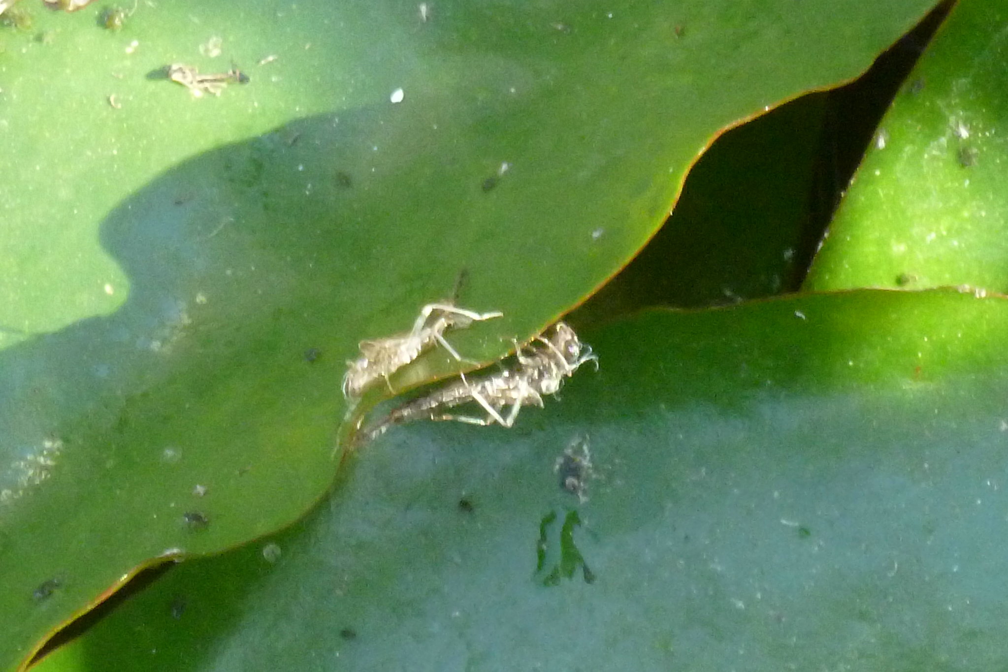 What Do Dragonfly Larvae Eat