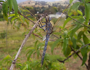 What Do Dragonfly Larvae Eat